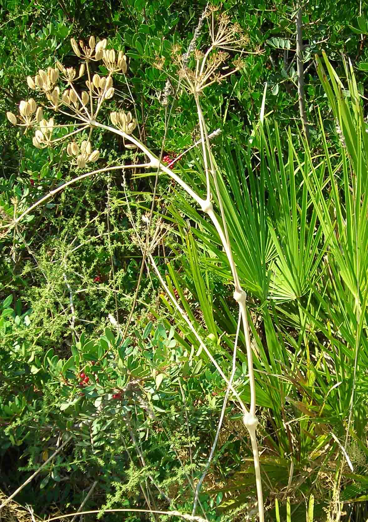 Ferulago nodosa / Ferula nodosa